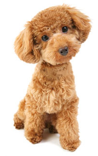 toypoodle.jpg